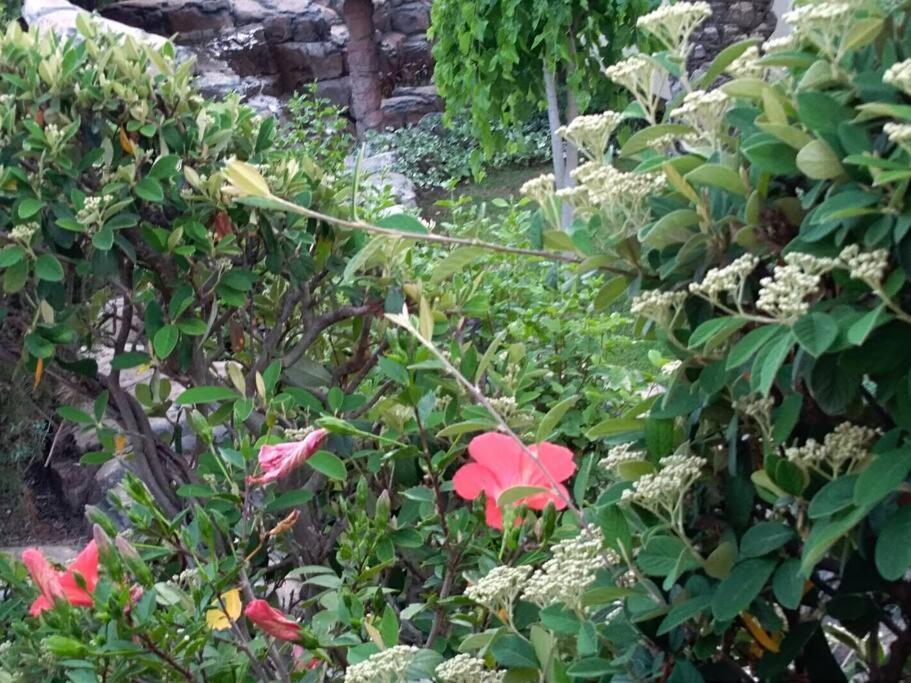 Apartment Mediterranean Garden Rijeka Ngoại thất bức ảnh